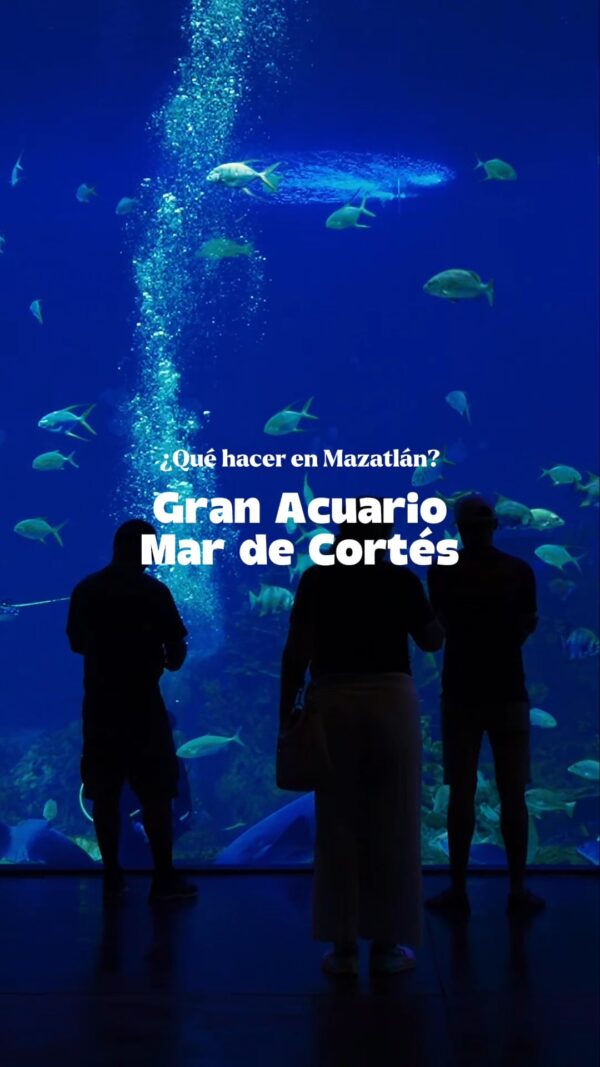 ¿Qué hacer en Mazatlán? 🌊🐠
Guárdalo para tu próxima visita.
#YoSoyVenados #Mazatlan